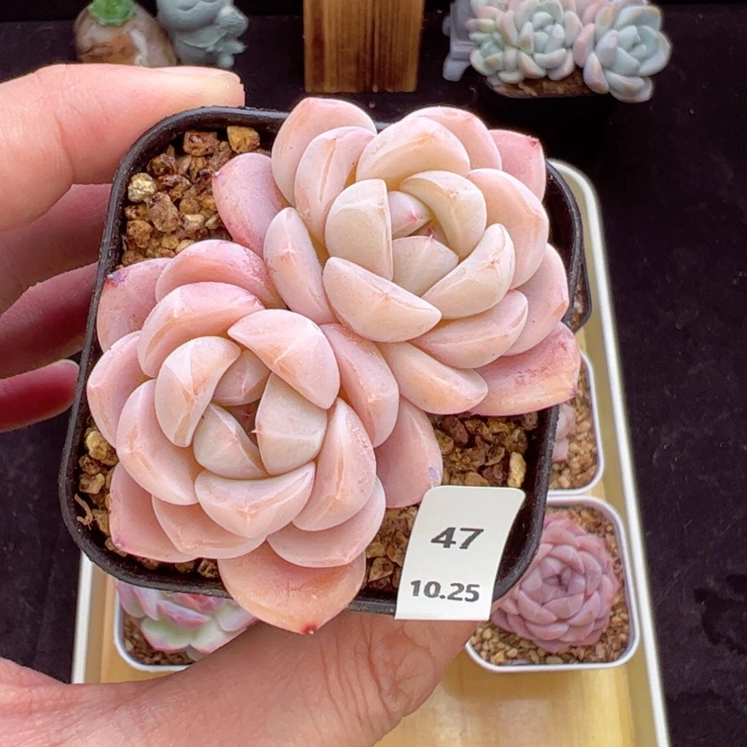 刚毅47、哈哈哈哈