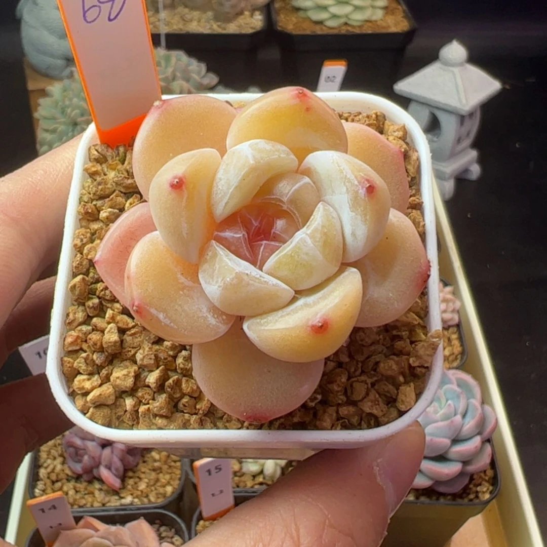 【闪购商品】沐****?初茉68