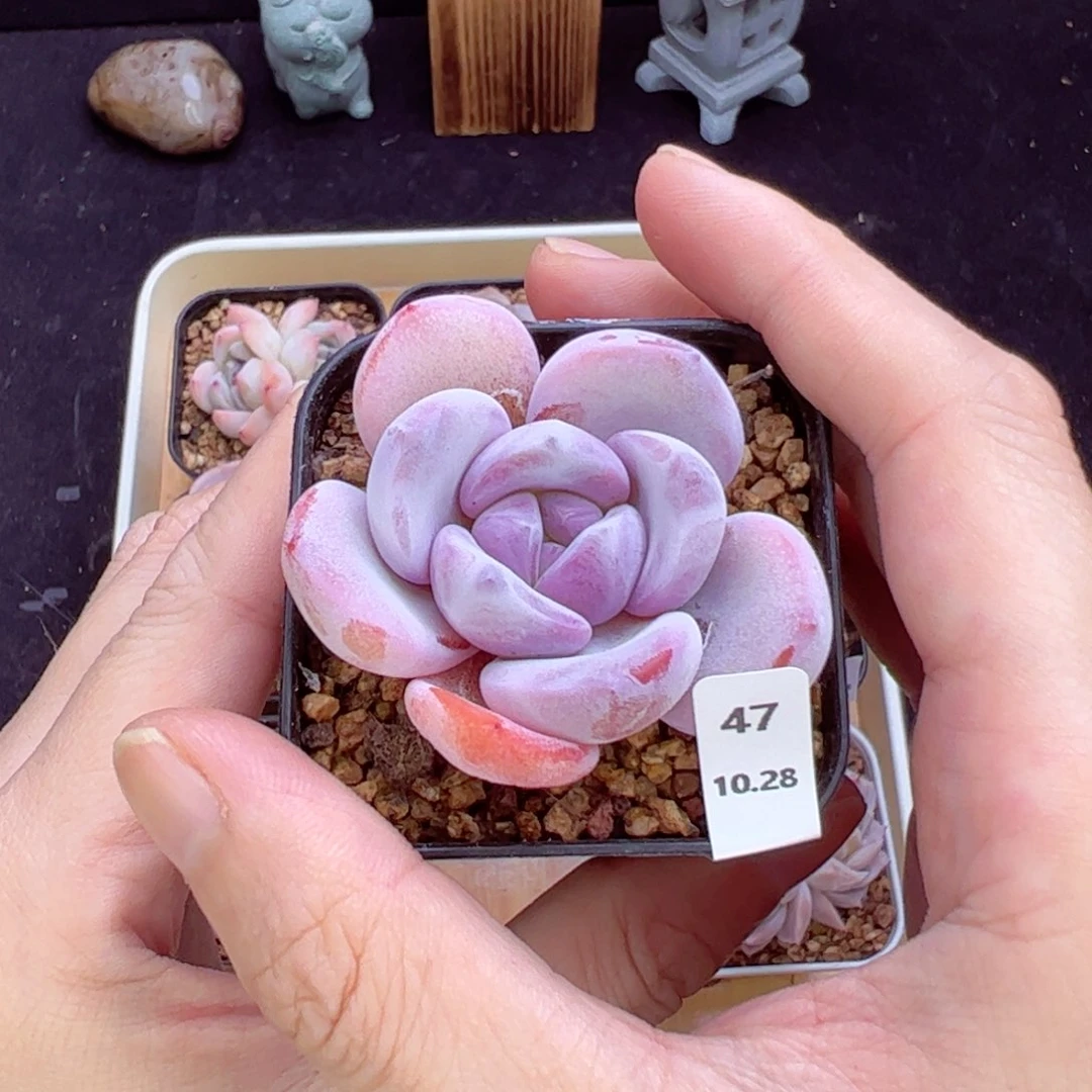 西**风奶茶47、哈哈哈哈