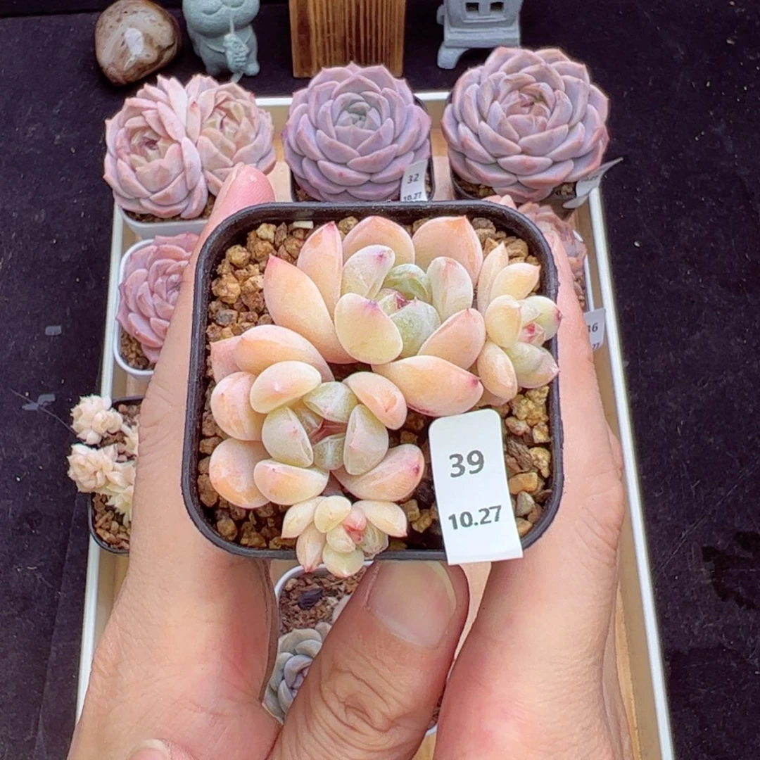 白沙湖39、哈哈哈哈