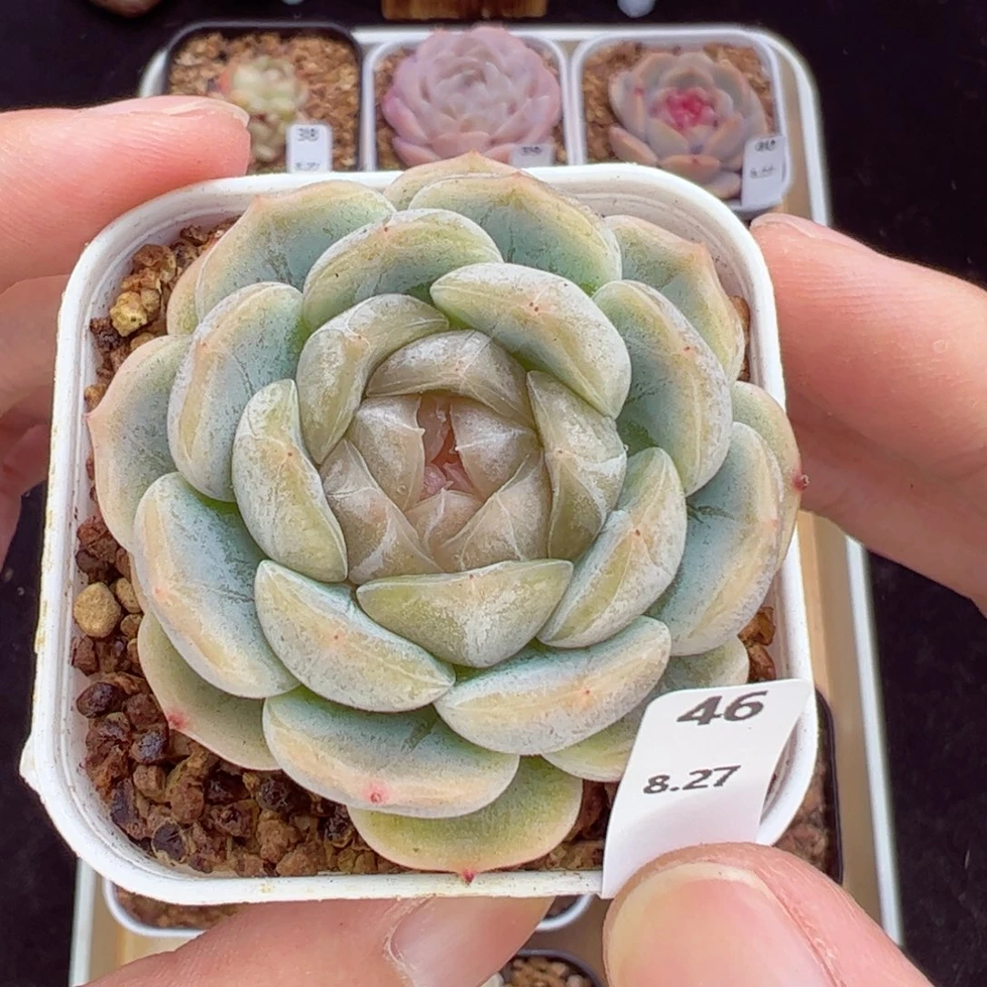 七***达白恋46、哈哈哈哈