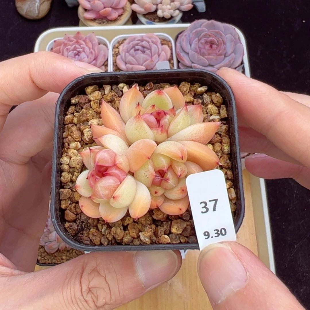 晴空珍妮37、哈哈哈哈