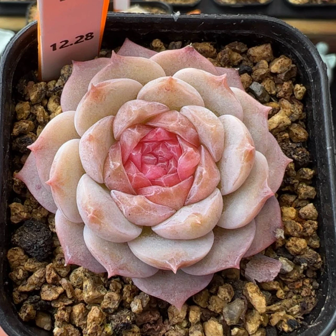 【闪购商品】纯爱18