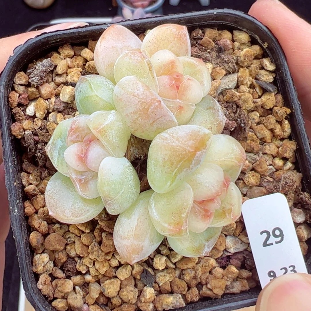 糖心冰玉29、哈哈哈哈