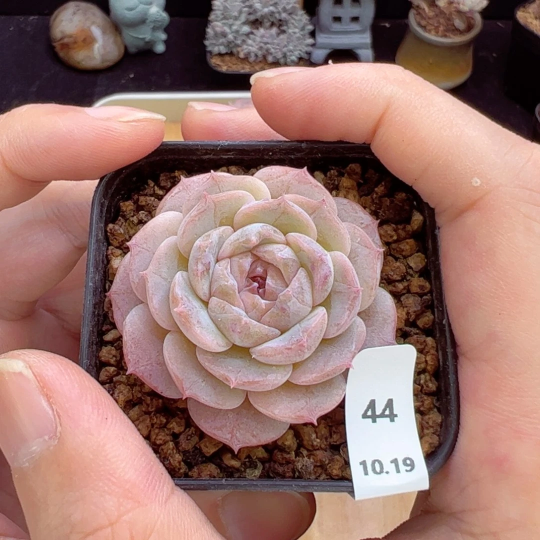 纯爱44、哈哈哈哈