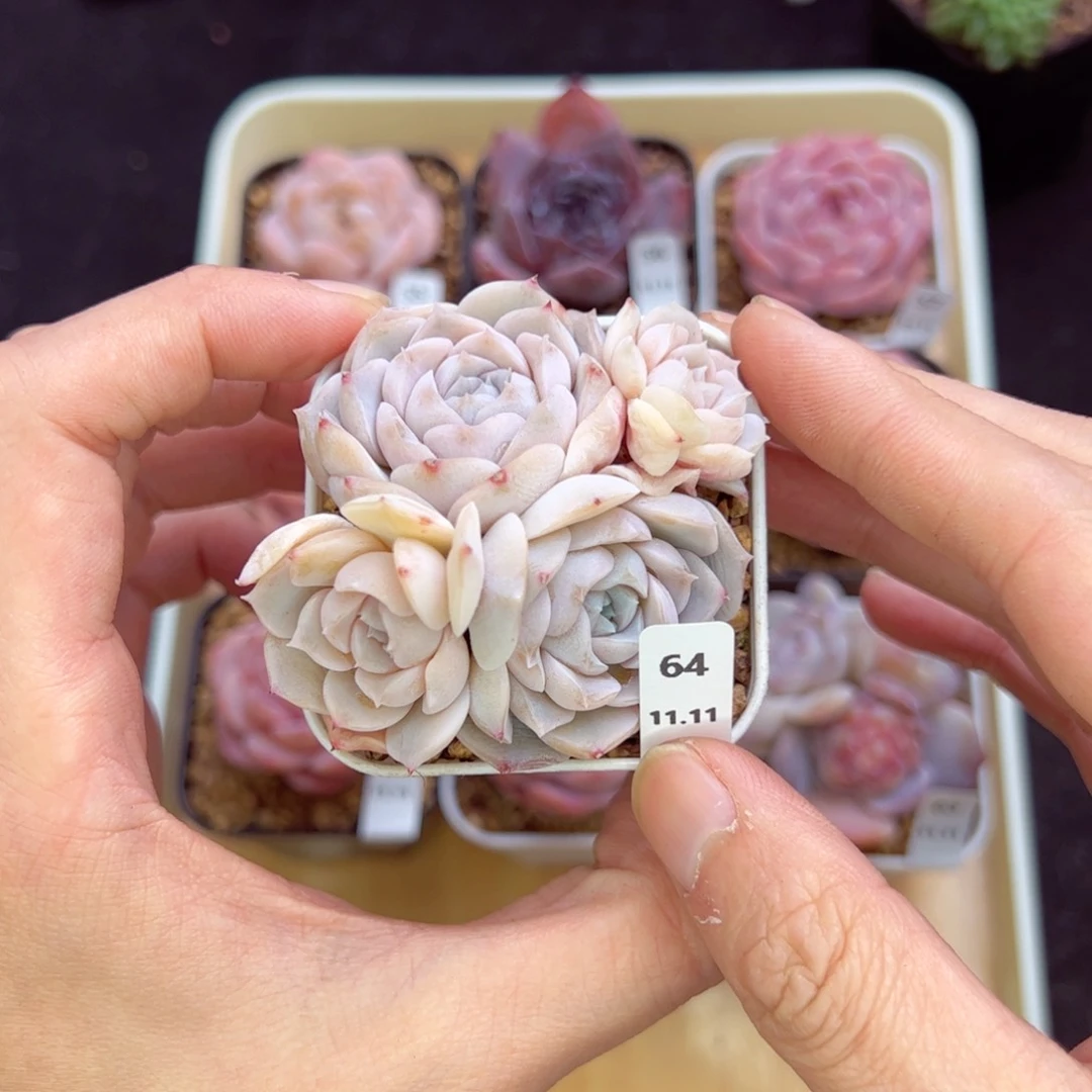 想*玉玺64、哈哈哈哈