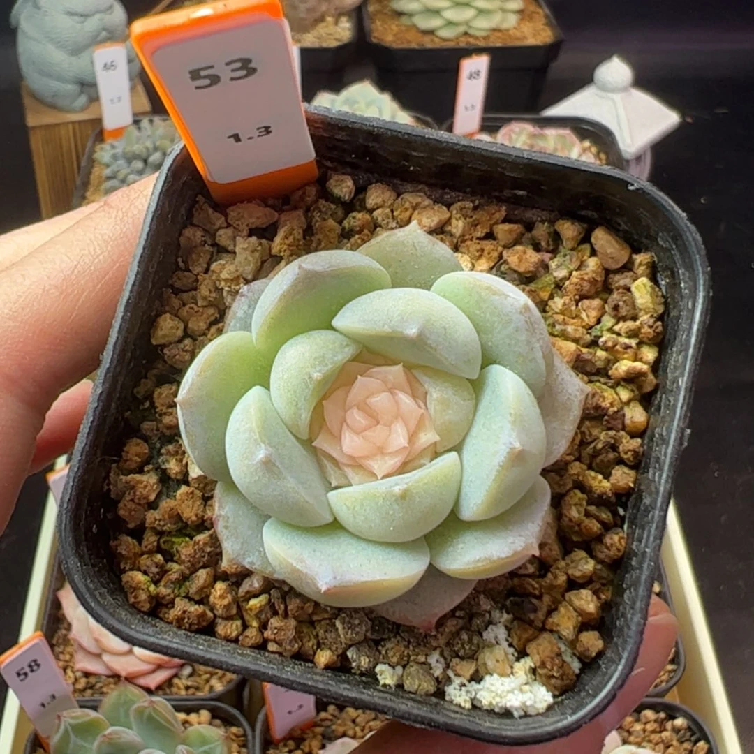 【闪购商品】玉玺53
