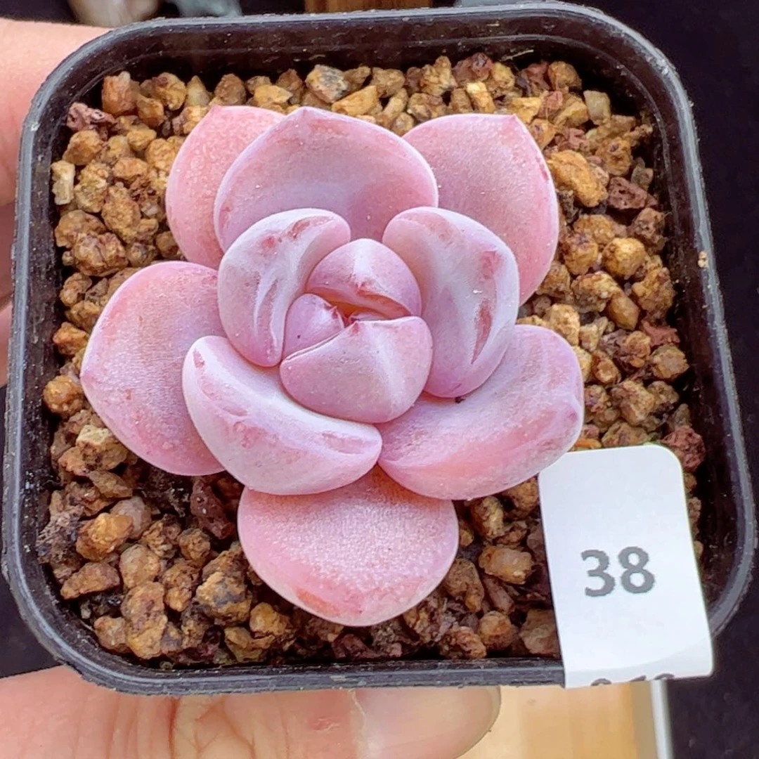 奶茶38、哈哈哈哈