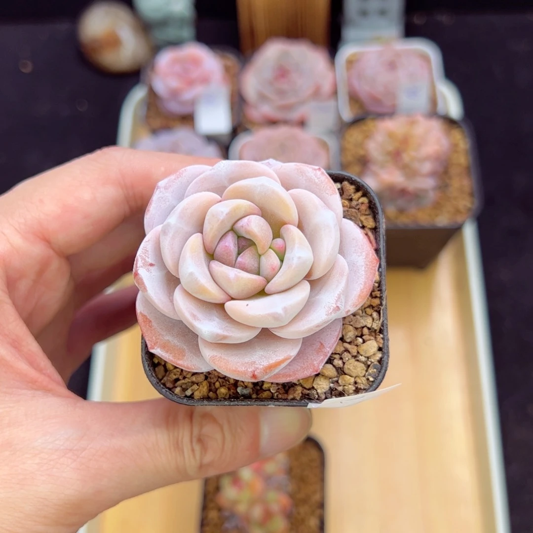 N****e雪莲72、哈哈哈哈