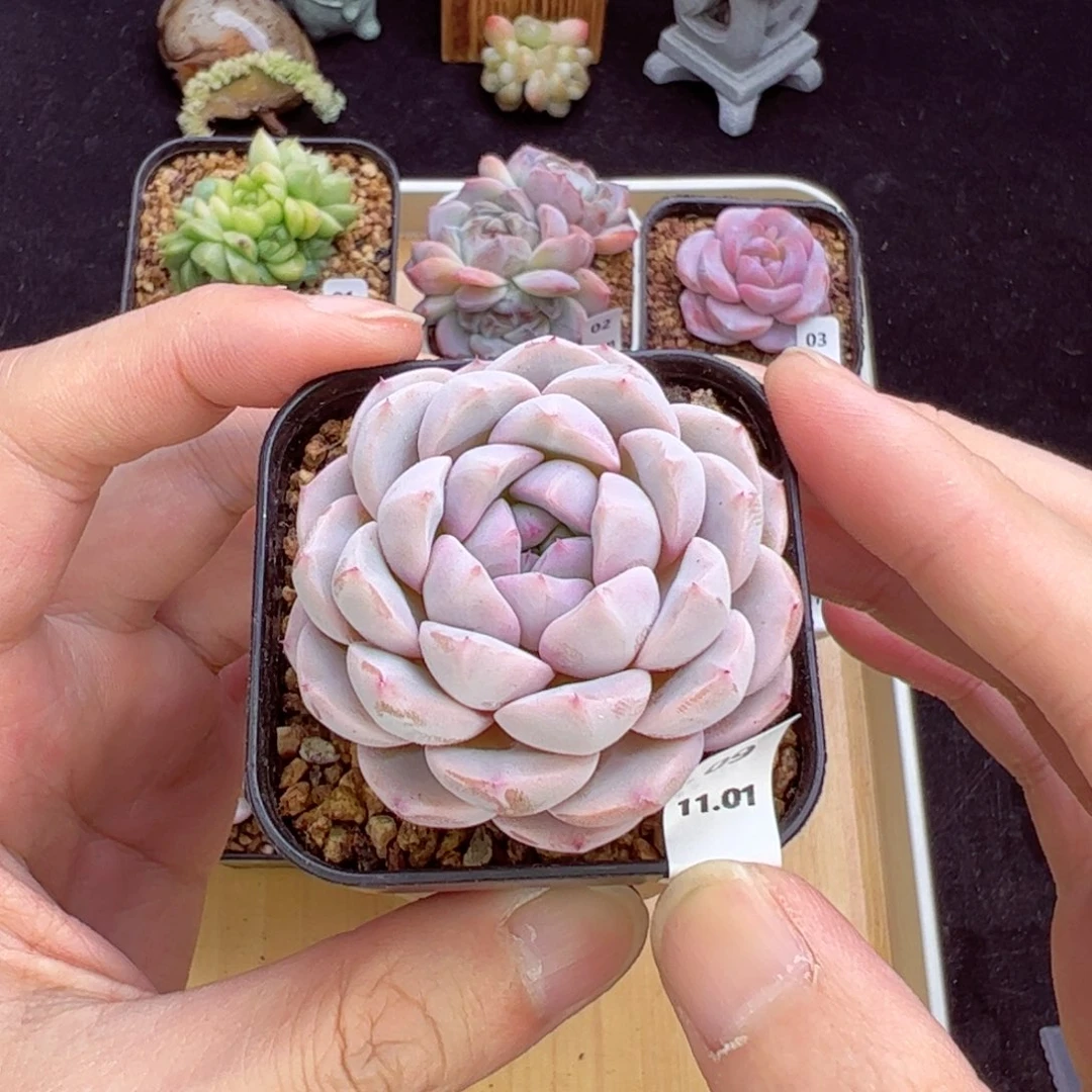 水、果糖09、哈哈哈哈