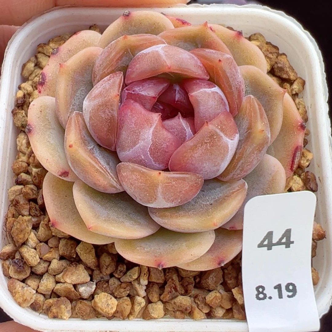 红恋44、哈哈哈哈