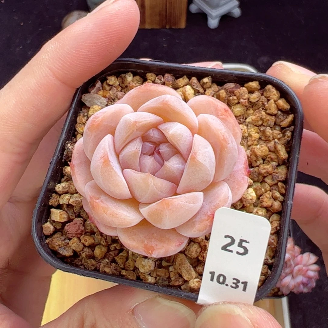 冰魄25、哈哈哈哈