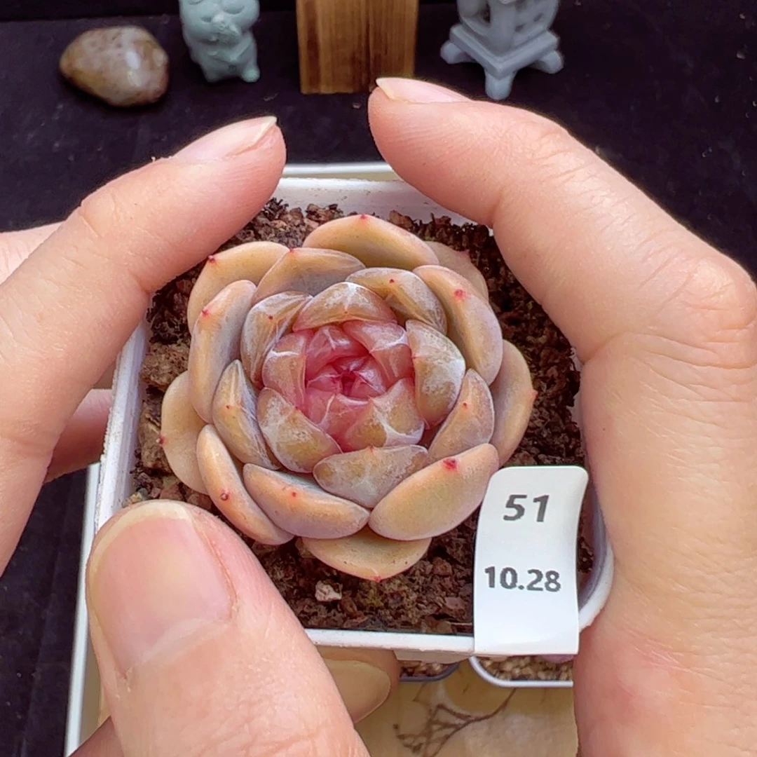 红恋51、哈哈哈哈