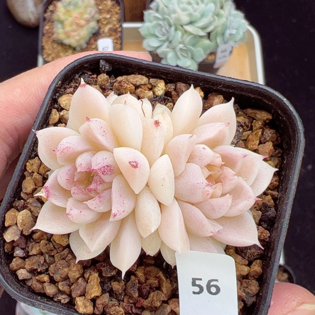 宝石56、哈哈哈哈