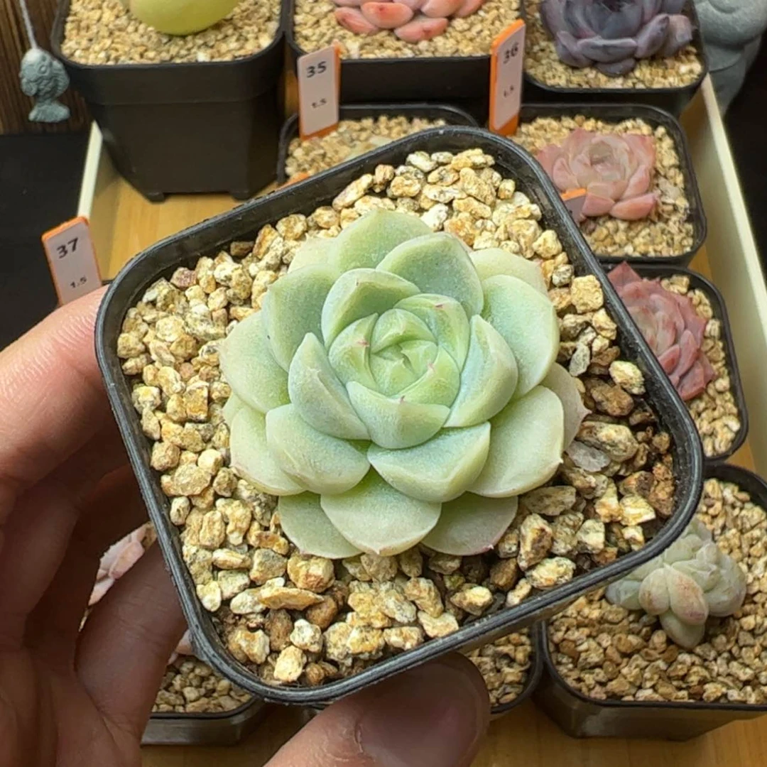 【闪购商品】沐****?