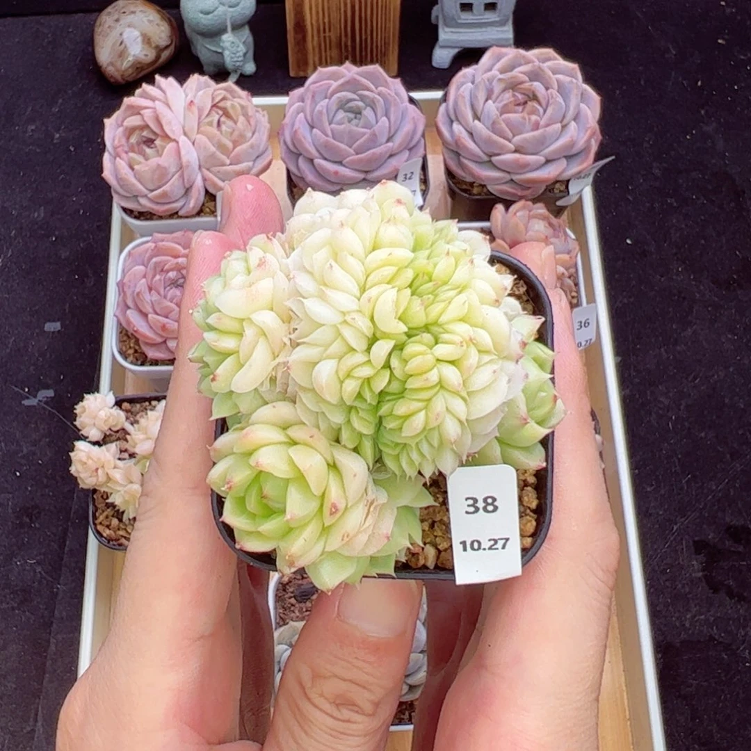 皎月缀38、哈哈哈哈