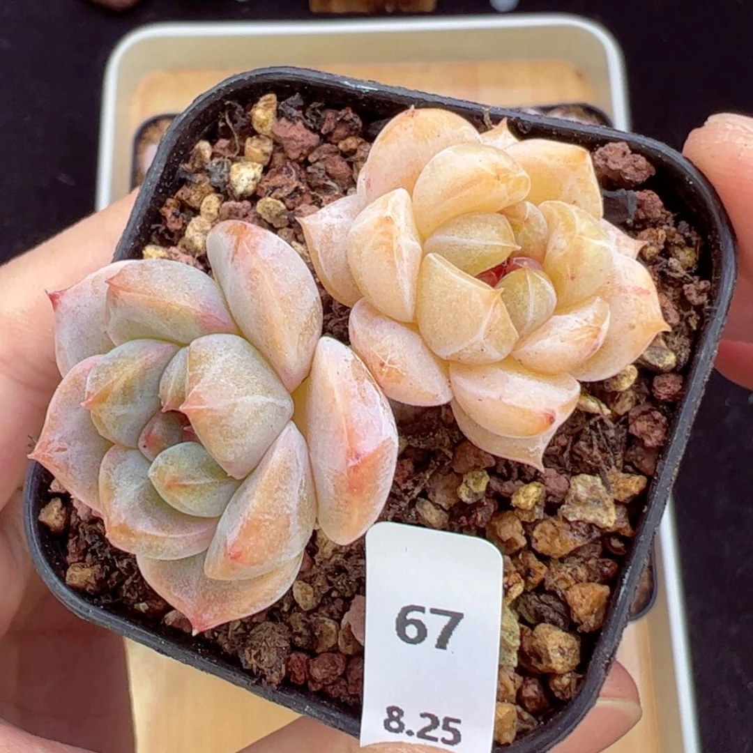 粉钻67、哈哈哈哈