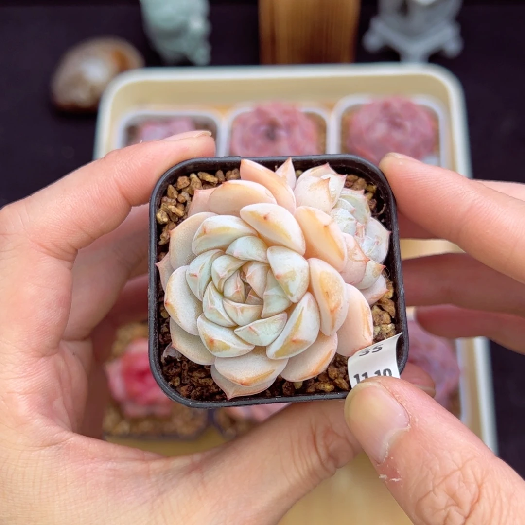 呆露露35、哈哈哈哈