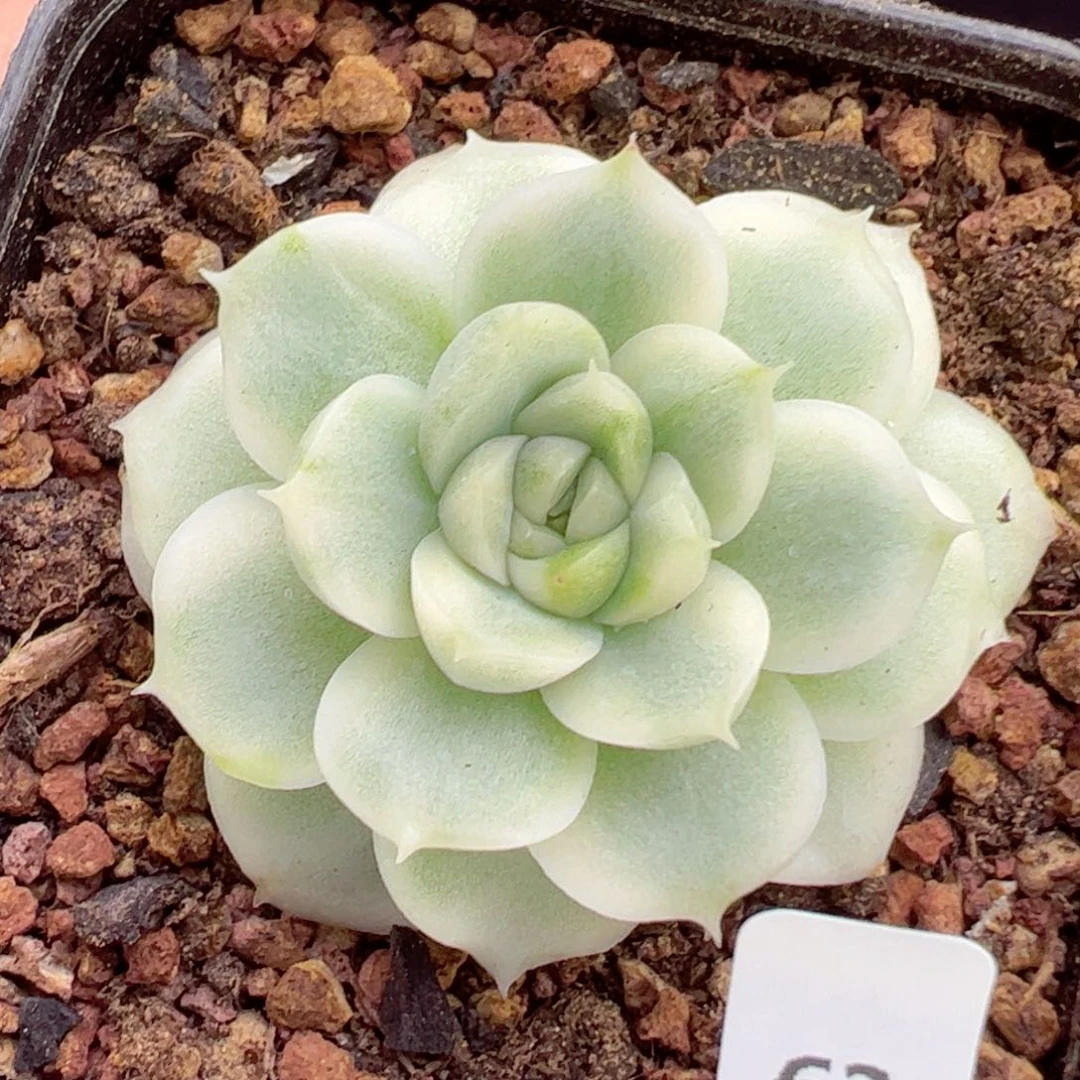 麦秆锦63、哈哈哈哈