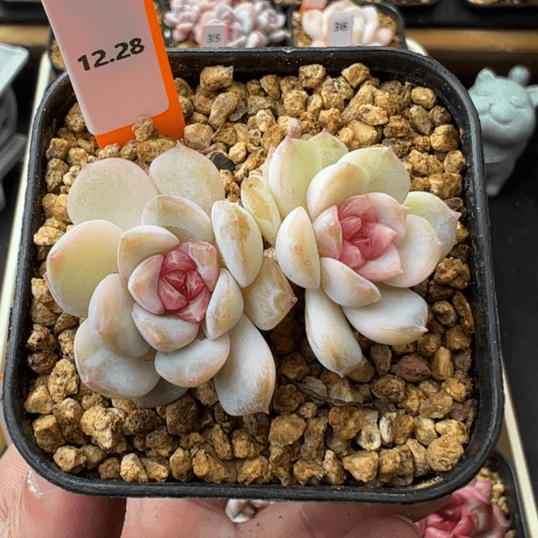 【闪购商品】如霜37
