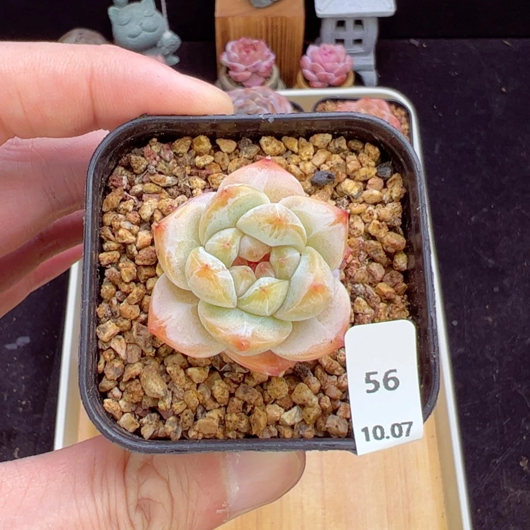 粉钻56、哈哈哈哈