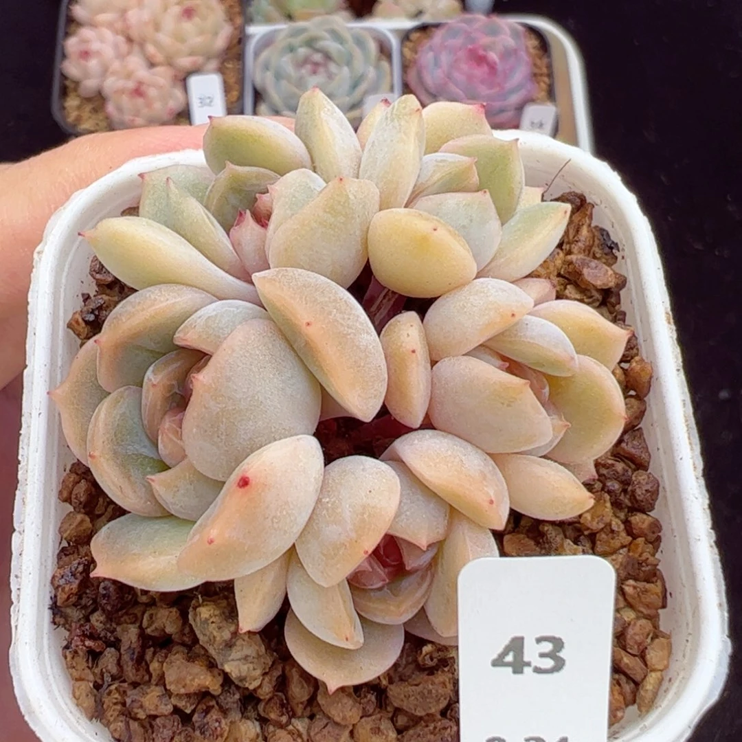 静*红恋43、哈哈哈哈