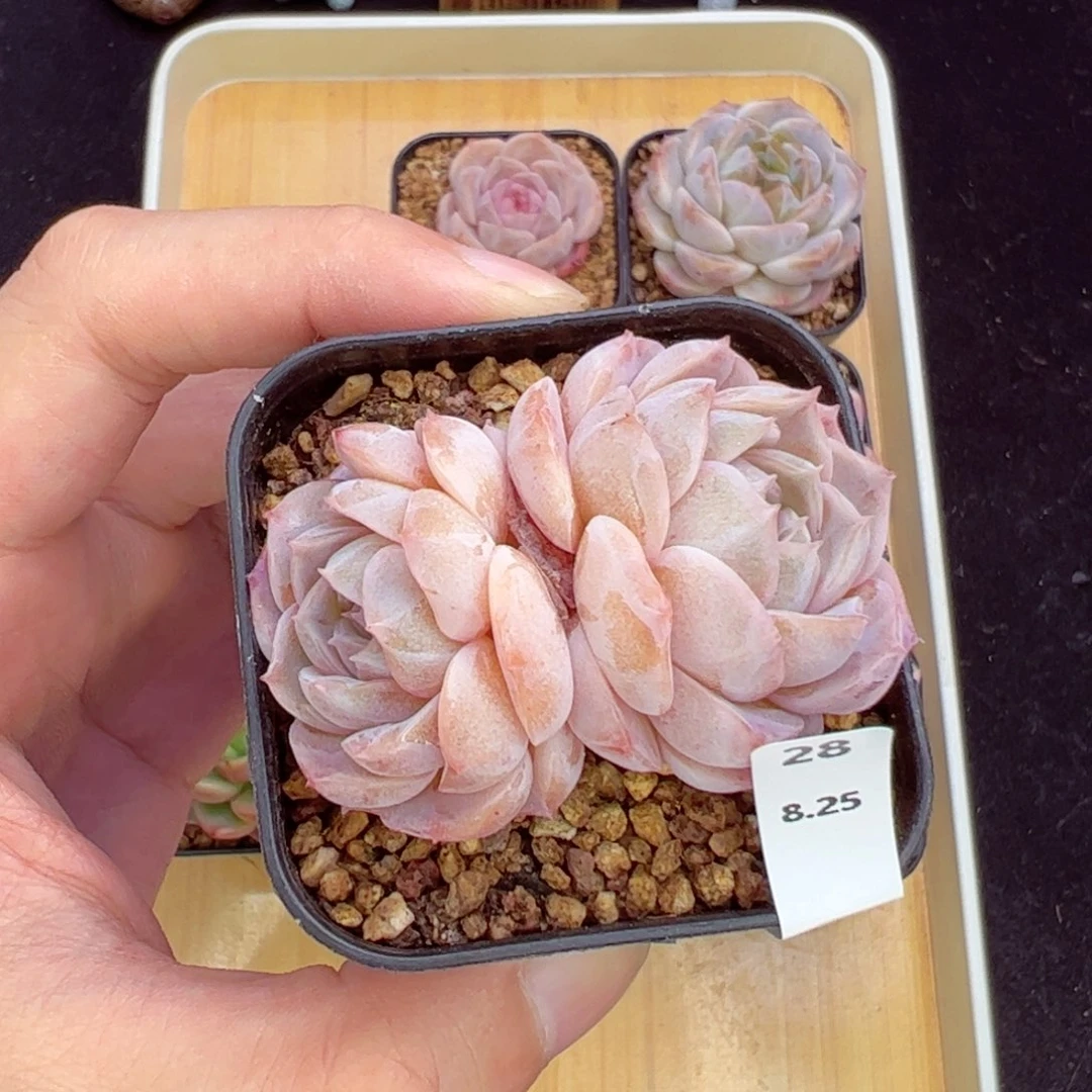 纯爱28、哈哈哈哈