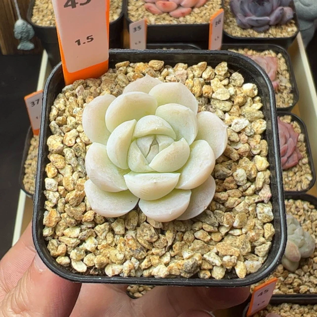 【闪购商品】蜡像43