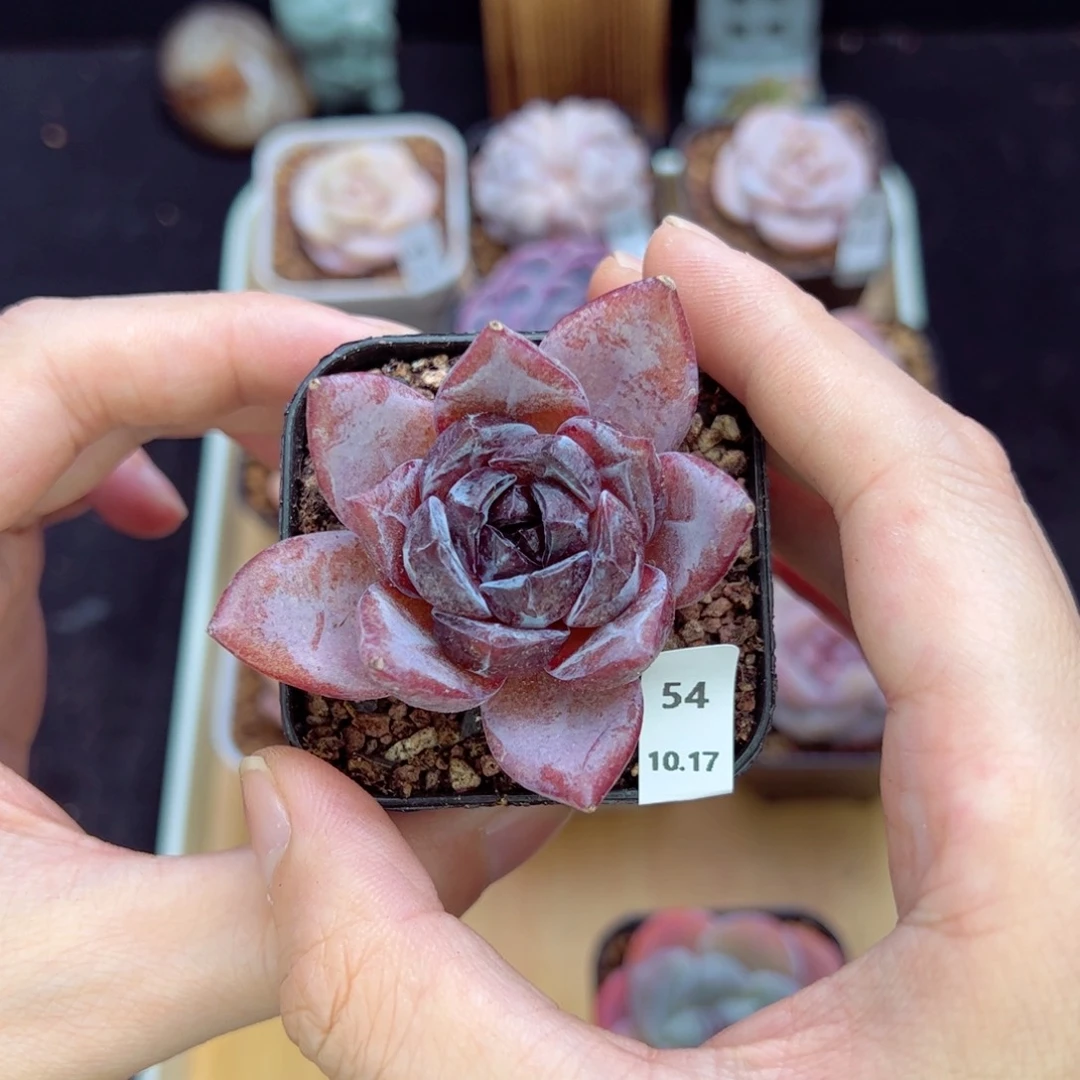 夜皇后54、哈哈哈哈