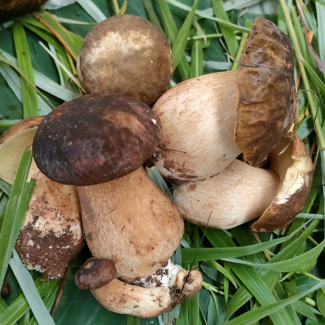 云南楚雄白牛肝菌，别名：美味牛肝菌(精选)，500g、1000g，2000g