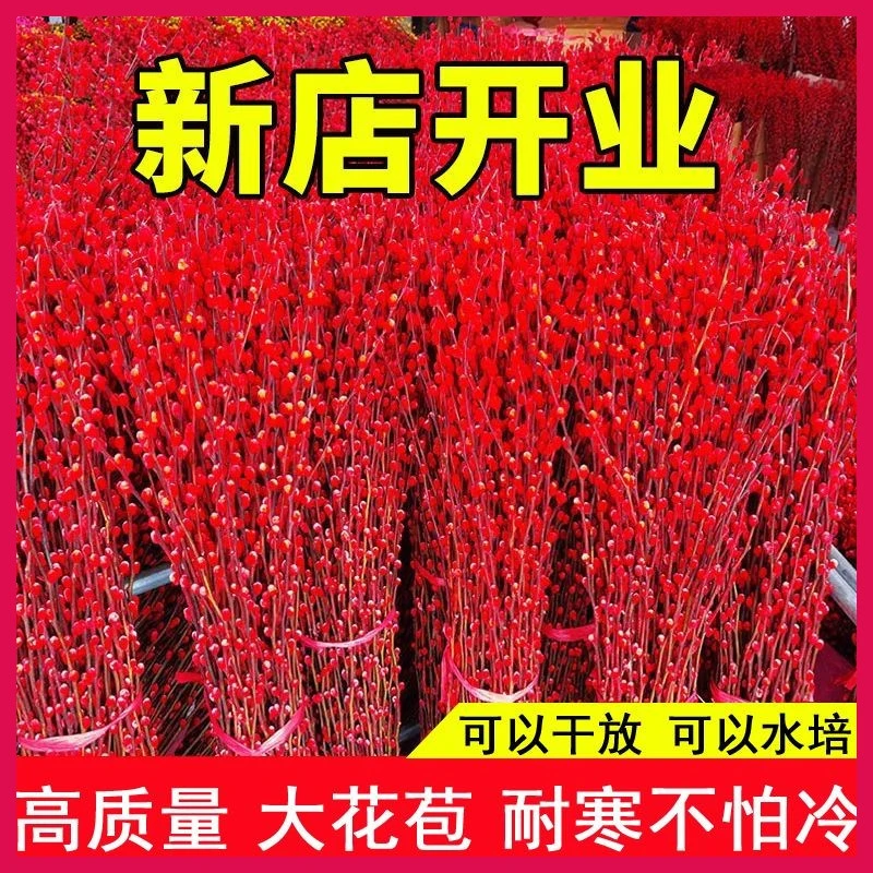银柳真花鲜枝客厅干花摆件红色年宵花卉水培植物室内干枝红柳鲜花