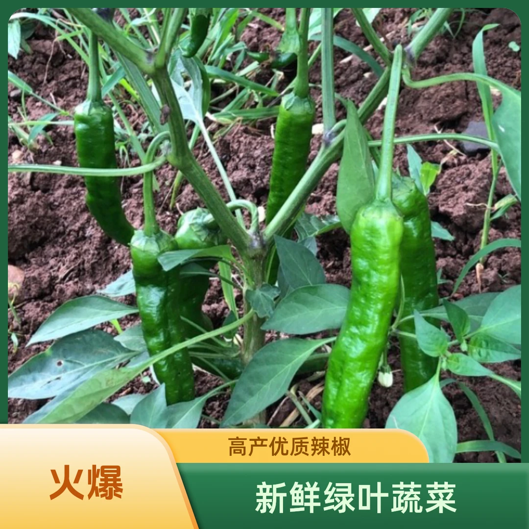 《顺丰包邮》衡阳农家自种新鲜本地辣椒 线椒 软皮椒