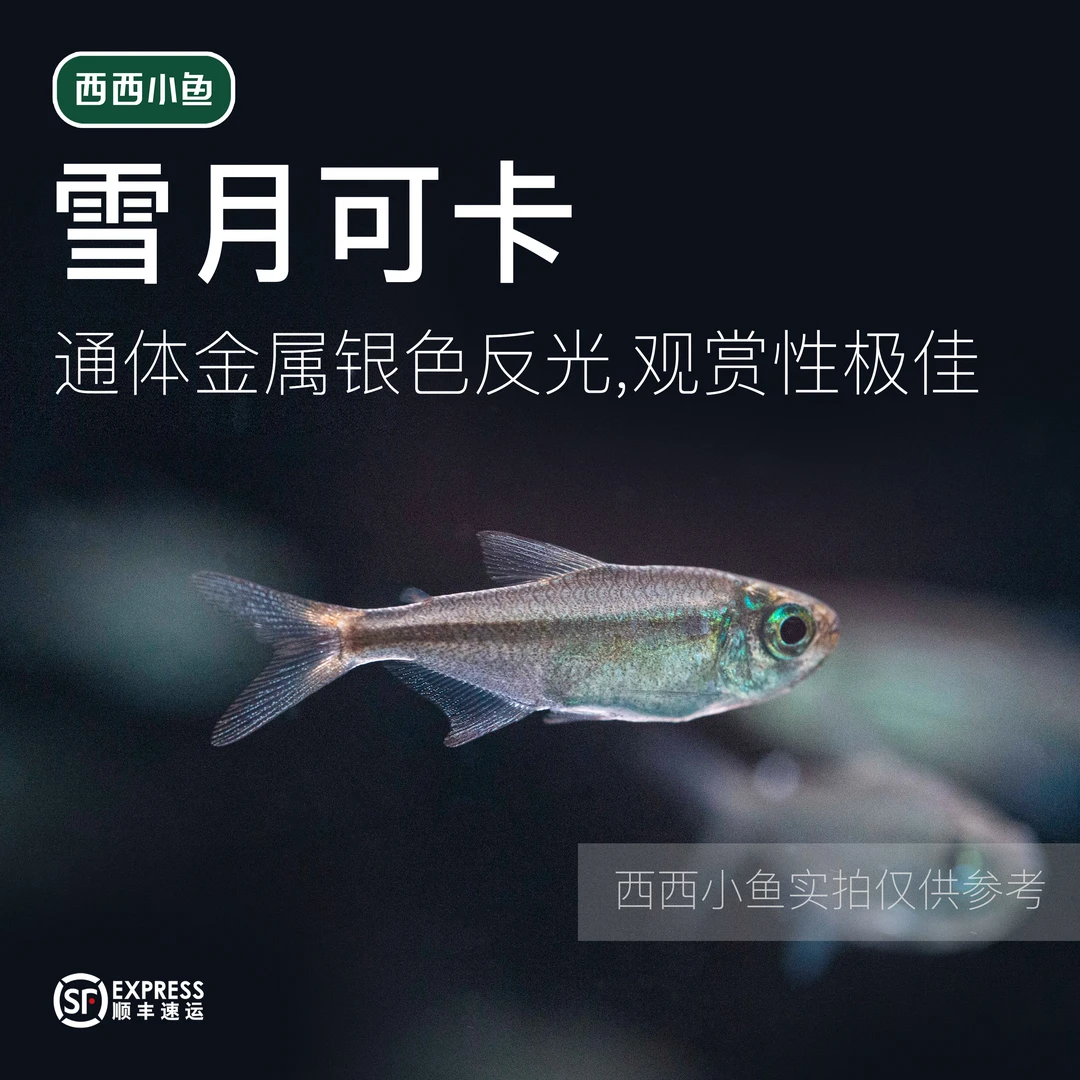 西西小鱼 雪月可卡鱼  灯科鱼小鱼观赏鱼小型饲养混养活体水族