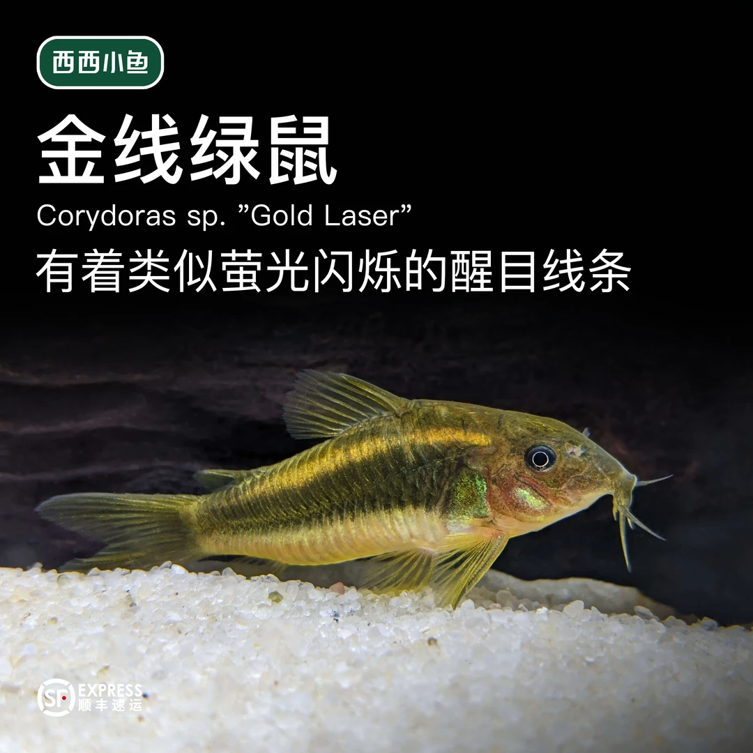 西西小鱼 野生金线绿鼠（大）金线绿鼠