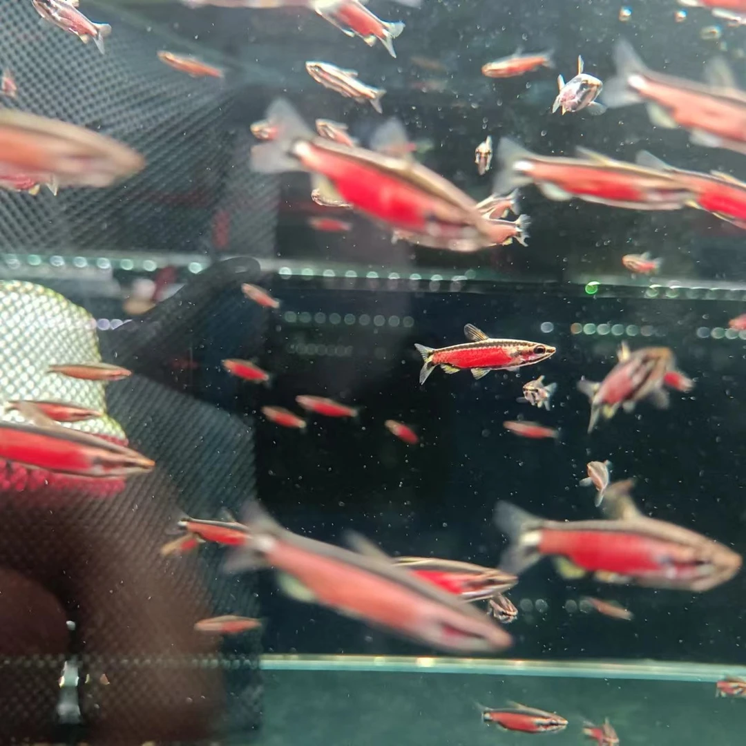 西西小鱼 火山铅笔鱼灯科鱼灯科鱼