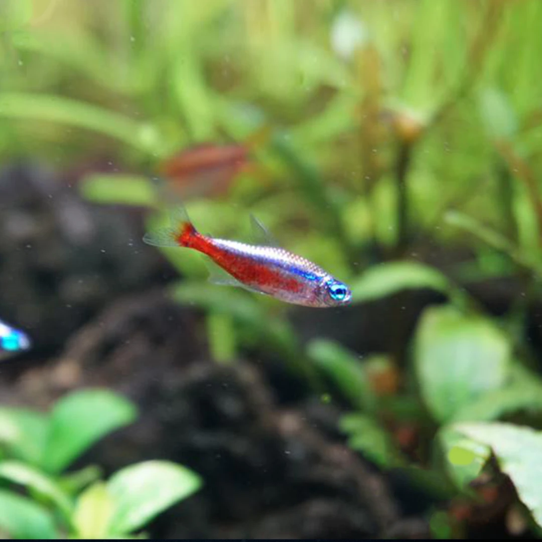 西西小鱼 白金宝莲灯