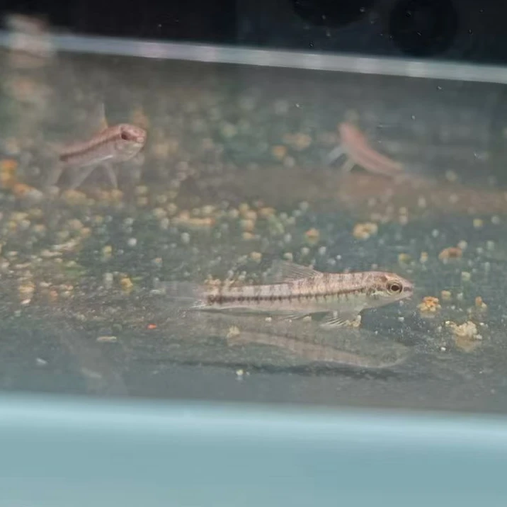 西西小鱼 九间跳鲈鱼