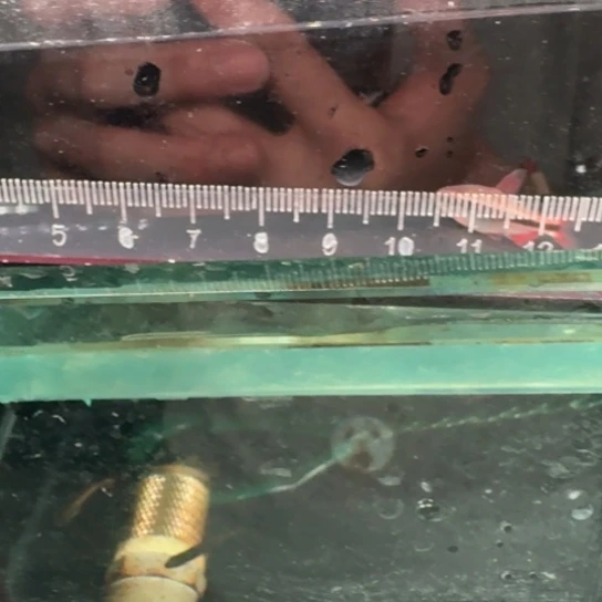 灯科鱼热带鱼公b1517J****浩