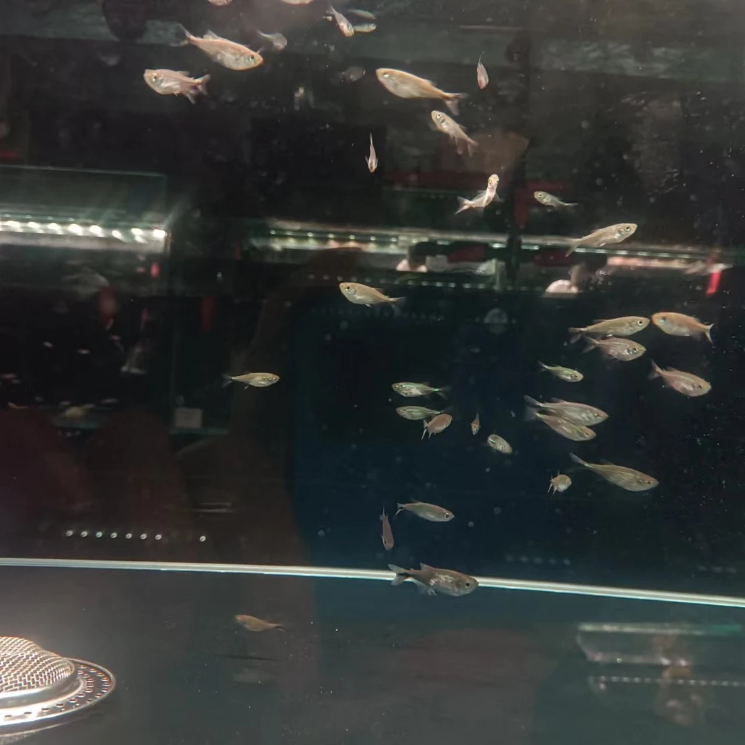 西西小鱼 绿龙船灯鱼灯科鱼