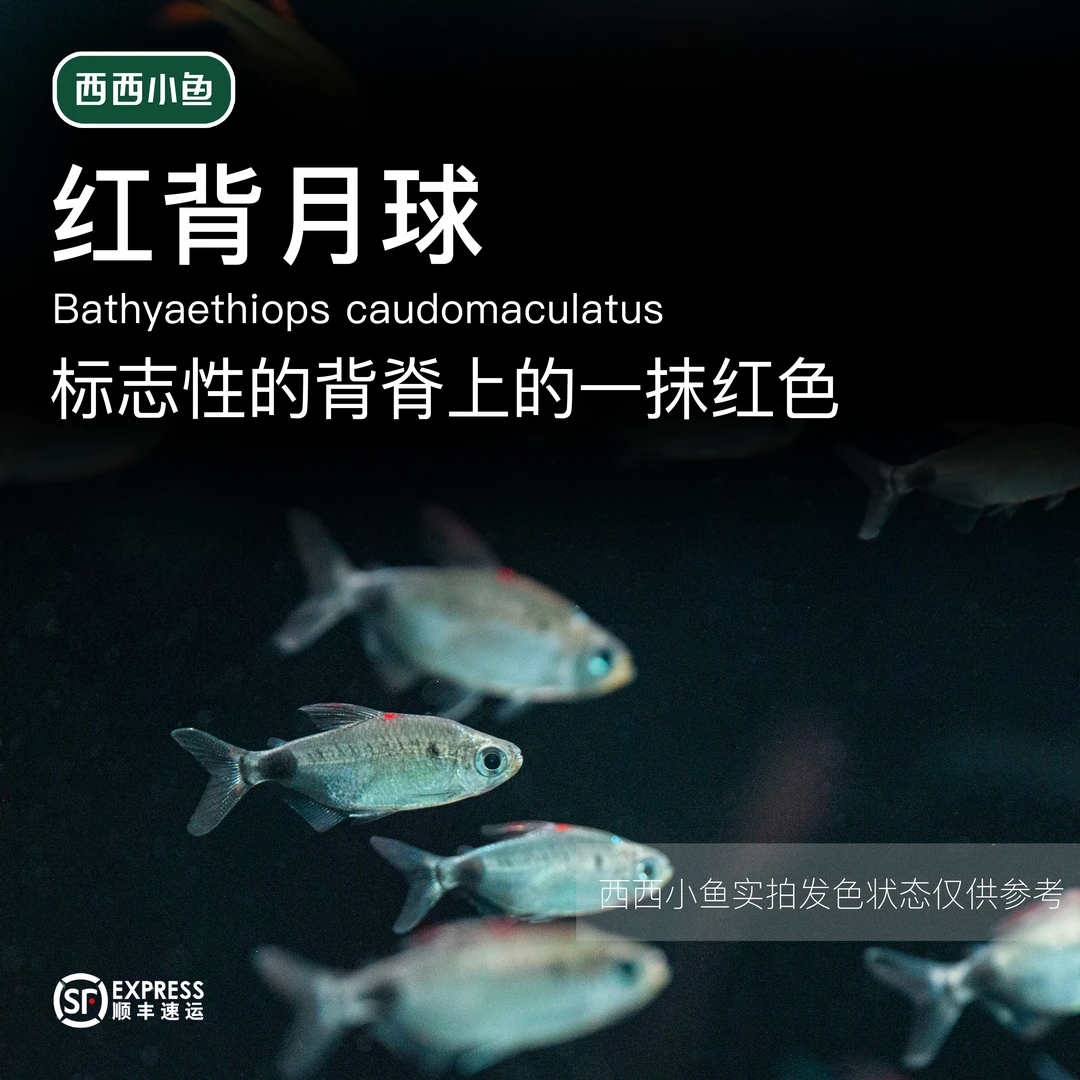 西西小鱼 红背月球灯灯科鱼