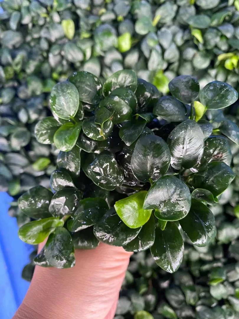 宝塔火山石贵妃榕双十一福利活动款