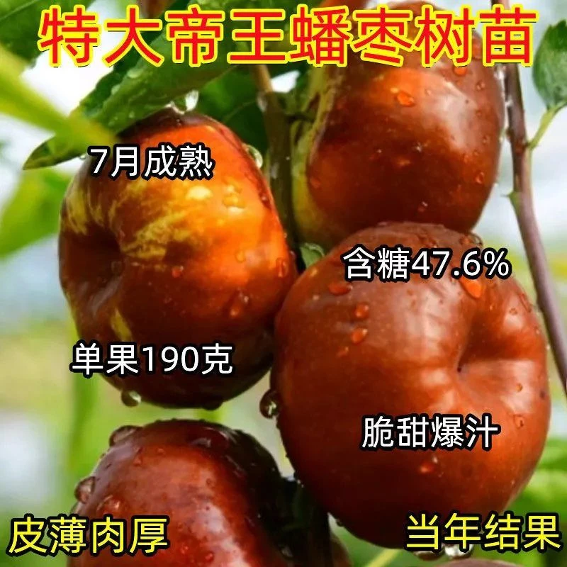 早熟蟠枣树苗新品种枣树苗嫁接特大耐寒盆栽地栽南北种植稀有品种