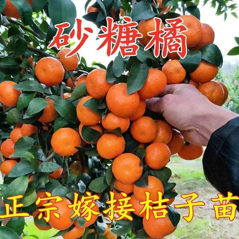 正宗嫁接无籽沙糖桔苗盆栽地栽早熟晚熟橘子树南北方种植当年结果