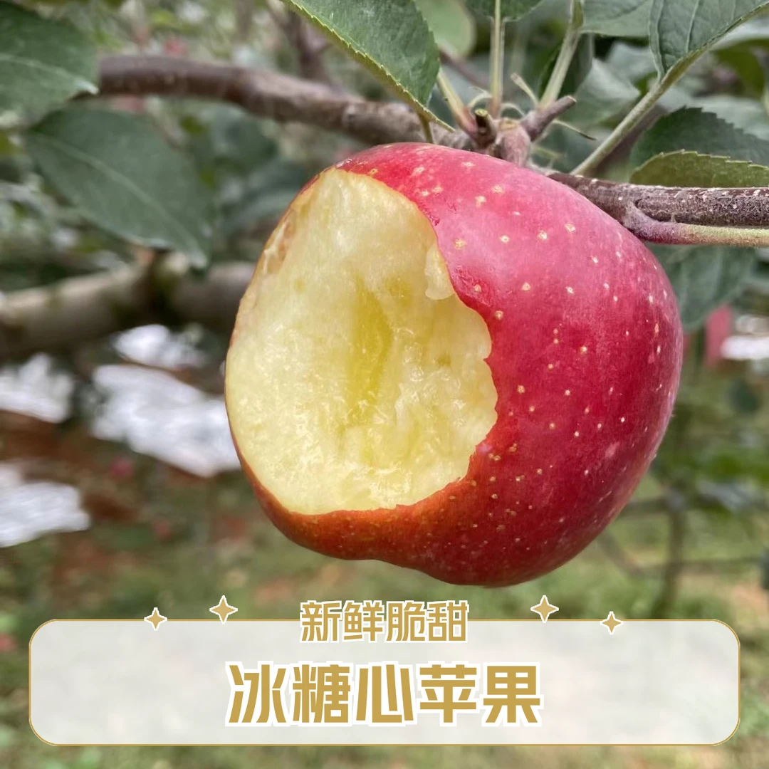 云南当季现摘冰糖心苹果水果清甜爽脆果肉细腻产地直发5斤包邮