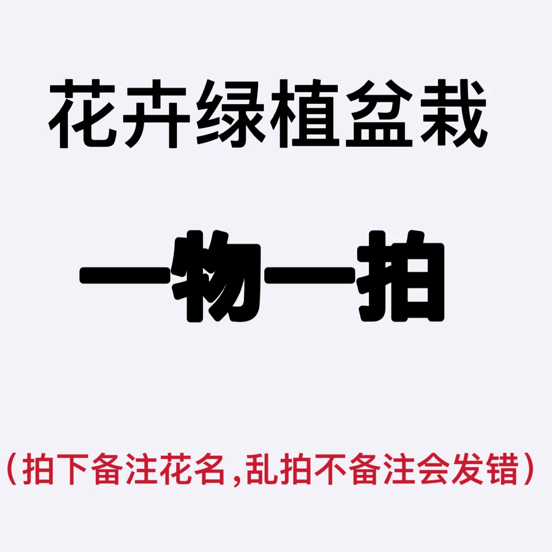一物一拍拍下备注品种名称