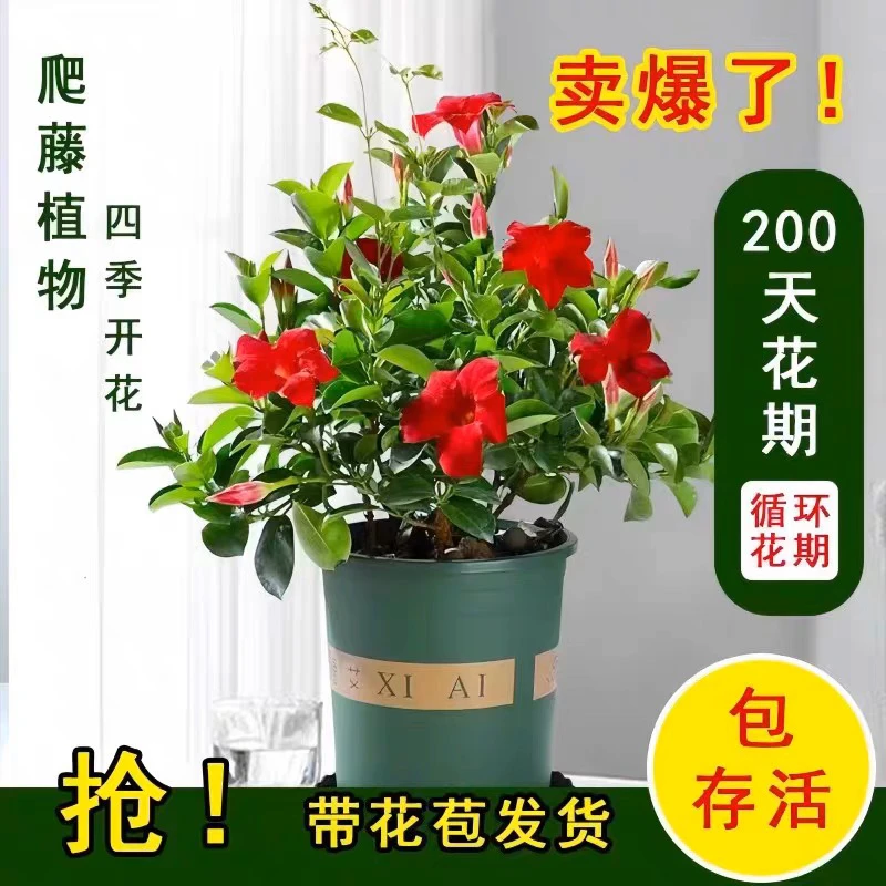 [带花苞]万里飘香藤双喜藤四季开花爬藤植物盆栽室内庭院阳台美丽