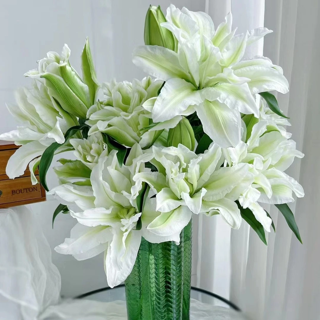 【 艾莎】  重瓣百合鲜切花 【0下度以下加拍保温棉 冻坏不售后】