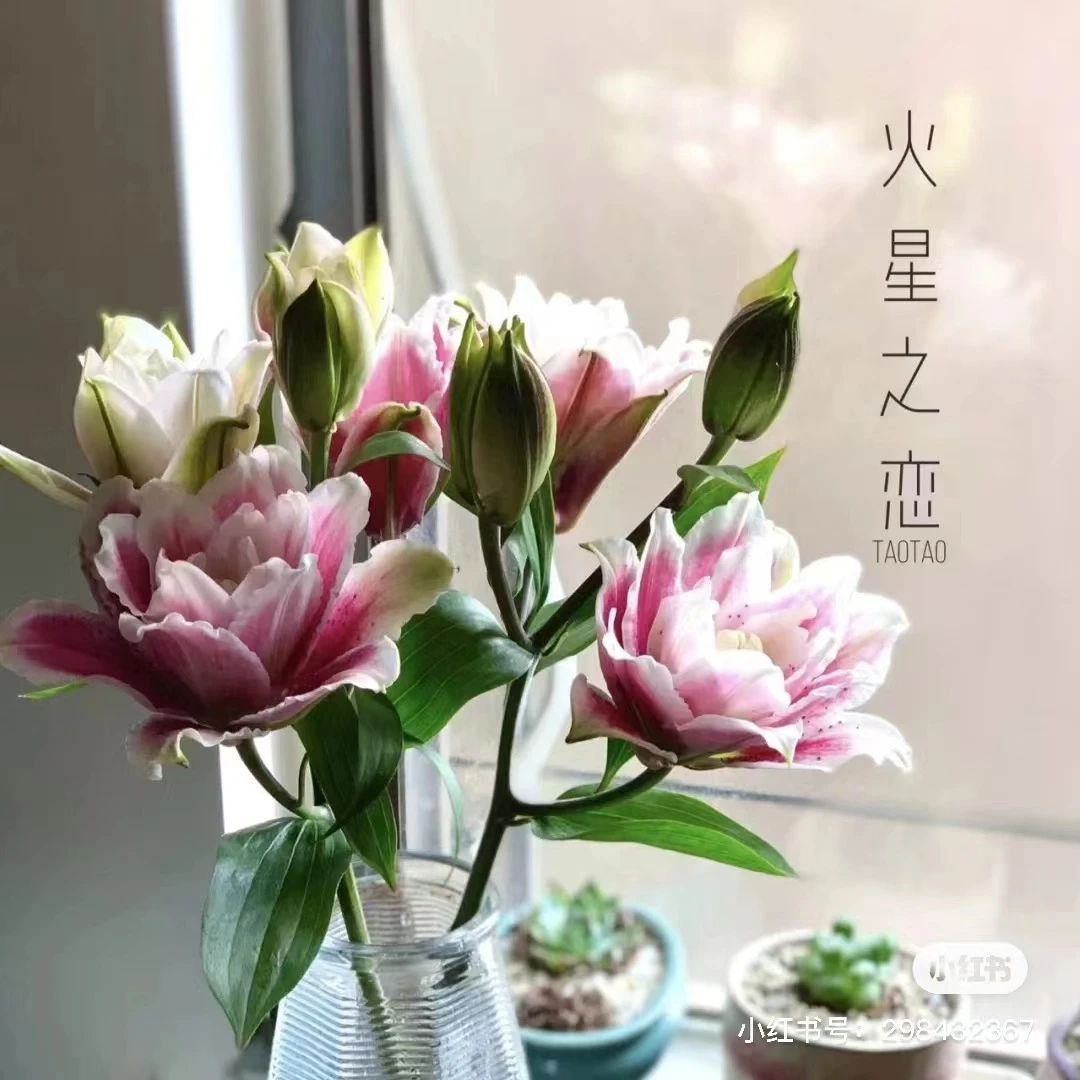 【火星之恋】重瓣百合 云南基地直发养护实物生活质量展示浪漫需要