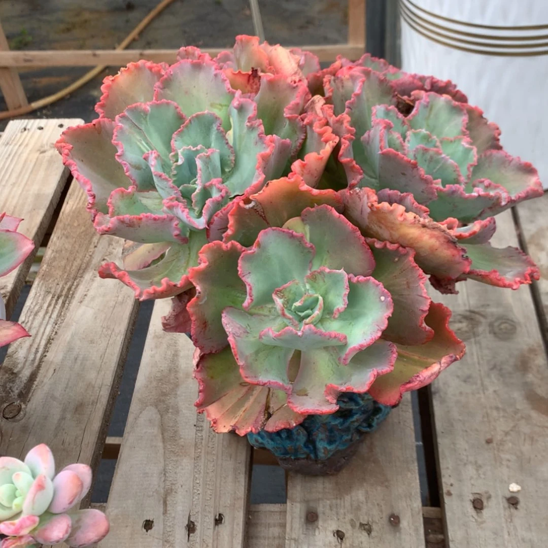 【闪购商品】古****福包菜带盆多肉