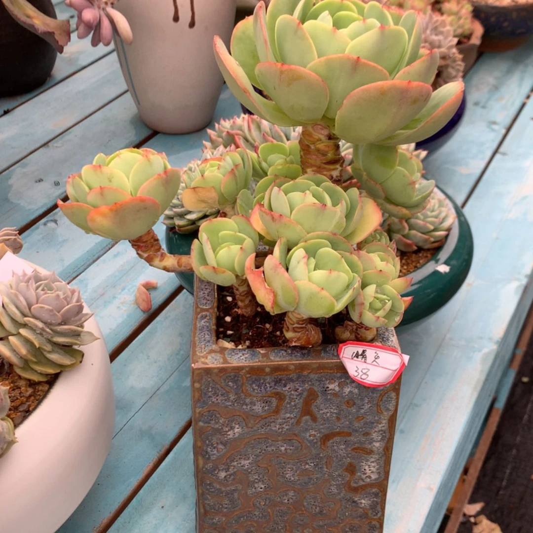 【闪购商品】天*碧桃多肉脱土